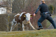 警察犬が牛に噛みついたので警官がスタンガンで止めに入る→ その後の展開がまるでコントｗｗｗｗ