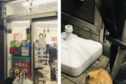 野良ネッコ、コンビニで雨宿りしてしまう…