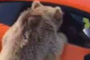 クマが車を覗き込んでいた。食べ物ちょうだい♪ → ファッ！？…