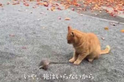 【！？】YouTubeでの需要、「猫＞犬＞女＞＞＞＞＞＞おっさん」に決まる