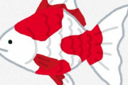 なんでお前ら金魚飼わないの？