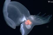 【動画あり】深海に生息する光る新種ウミウシ、発見される