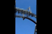 USJのジェットコースター『フライングダイナソー』が緊急停止！乗客がヤバいことになってるんだけど・・・