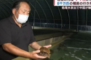 【新潟・佐渡市】ナマコのタマゴ2億個など大量廃棄　養殖業者が苦渋の「事業縮小」　中国「禁輸」措置受けて