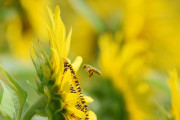 【画像】いい天気だからヒマワリ畑でハチ撮ったった
