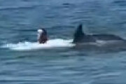 【動画】 福井・水晶浜でイルカに襲われ男性重症　その瞬間を捉えた衝撃動画が流出