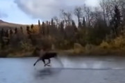 海外「どんな魔法なの！？」川の水面を走るヘラジカが海外で話題に