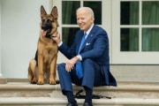 バイデン米大統領の愛犬コマンダー、警護隊員にまたかみつく…ストレスか！