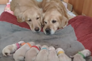 生まれたばかりの子犬達を見守る「ゴールデンレトリバーの夫婦」がYoutubeで人気！ 海外の反応