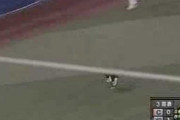 野球の中継中ねこが乱入して「にゃんこ入場です」ってアナウンスの動画。【再】