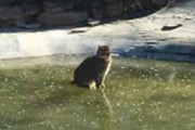 １匹のネコが庭にいた。そこは凍った池の上だった。足元で魚が動く → 猫はこうなる…