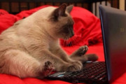 【ねこ画像】ノートPC操作中？、おしくらまんじゅう、ひんやりするところでごろごろ ほか