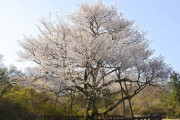【衝撃】「日本の桜を抜いて、済州の王桜を植えよう」韓国で運動が始まる！