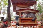 外国人「これはかわいい」猫神社で雨宿りする猫が海外でも話題に