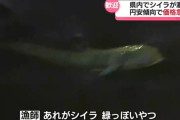 厄介者の大型魚「シイラ」 価格が高騰し漁師の間で「シイラ様」に