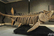 7000万年前の巨大魚化石、アルゼンチンで発見 全長6メートル超