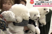 まるでぬいぐるみ！フランス原産の小型犬ビションフリーゼの魅力発信「もふもふ会」が新年会《長崎》