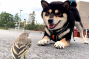 自己防衛！？フリーズする小鳥にグイグイと距離を縮めようとする柴犬が可愛い♪