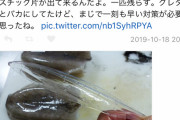 【悲報】イカの中から大量にプラスチック片が出てきて海洋汚染がやばすぎるｗｗｗｗｗｗｗｗｗｗｗｗｗｗ