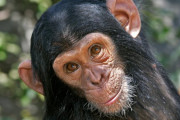 チンパンジーは証拠をもとに信念を「考え直せる」と判明 反省できない人間は「チンパン以下」