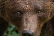 【北海道】登山していた消防隊員、クマに襲われるもナイフで反撃しクマ逃走