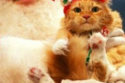 クリスマスとねこ【再】