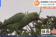 【朗報】カラスの天下、終わった模様ｗｗｗｗｗｗｗｗｗｗｗｗｗｗ