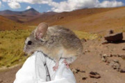 標高6739mの山頂にネズミ　塗り替わった生息地の最高記録　南米アンデス山脈