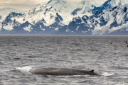 南極海のクジラ、増えまくる！　合計55頭のシロナガスクジラが観測される　80年代の捕鯨禁止以降で最多