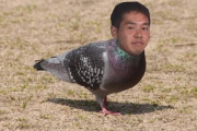 野鳥先輩「この辺にぃ、美味いエサ置き場あるんスよ」