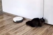 【動画】ペットのいる家庭でのロボット掃除機の危険性。