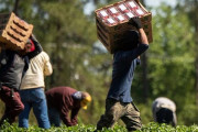 アメリカの農場、「移民不在」で人手不足に…収穫が追いつかず農作物が腐敗！