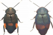 【悲報】南西諸島でゴキブリの新種が見つかる
