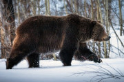全国各地でクマが大量に出現している理由をマタギが語った