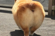 【画像】コーギーのケツｗｗｗｗｗｗ