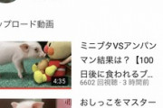 【朗報】『100日後に食われるブタ』、遂にニュースで取り上げられ登録者1.2万人を突破してしまうｗｗｗｗ