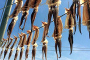 【悲報】イカが干された理由がヤバすぎる…