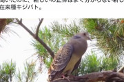謎鳥「ホーホッホッホー」謎破裂音「パァン！」謎草刈り機「ブイイィィィン！」