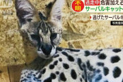【悲報】サーバルキャット、脱走　静岡市