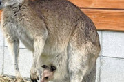 【画像】 カンガルーの赤ちゃん、母親の袋から初めて顔見せた日…誕生日と決定www