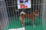 【朗報】5円で買えるイッヌ、発見される