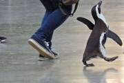 「ウキウキ～！」ペンギンの後ろ姿が、まるで定時退社を喜んでいるみたいと話題…飼育担当者に真相を聞いた