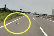 【動画】石川県の高速道路で子猫を轢きかけたドライブレコーダー。