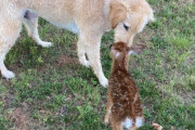 湖で溺れそうになっていた子鹿を救った犬の元へ、母鹿と子鹿が会いに来た！