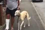 怪我をした飼い主を気遣って同じように不自由に歩くワンちゃんの動画が話題に。