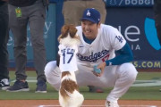 海外「デコピン最高！」大谷翔平の愛犬が早くも一冠を達成して海外大騒ぎ（海外の反応）
