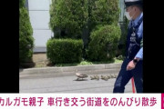 【朗報】「甲州街道にカルガモの親子が」という通報を受け警察官が出動し２時間半かけて無事神田川まで誘導する