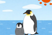 【地球温暖化】世界最大のペンギン『コウテイペンギン』が絶滅の危機　気候変動の影響で