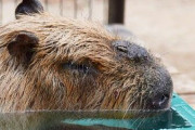 カピバラとかいうかわいすぎる生物