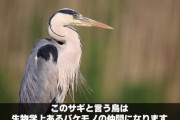 【画像】カルガモさん、丸呑みされてしまう